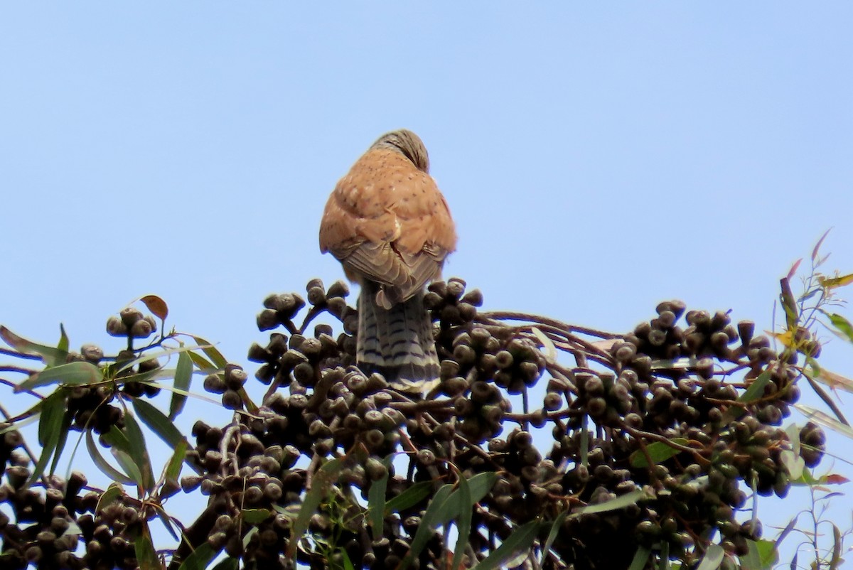 Rock Kestrel - ML627351668