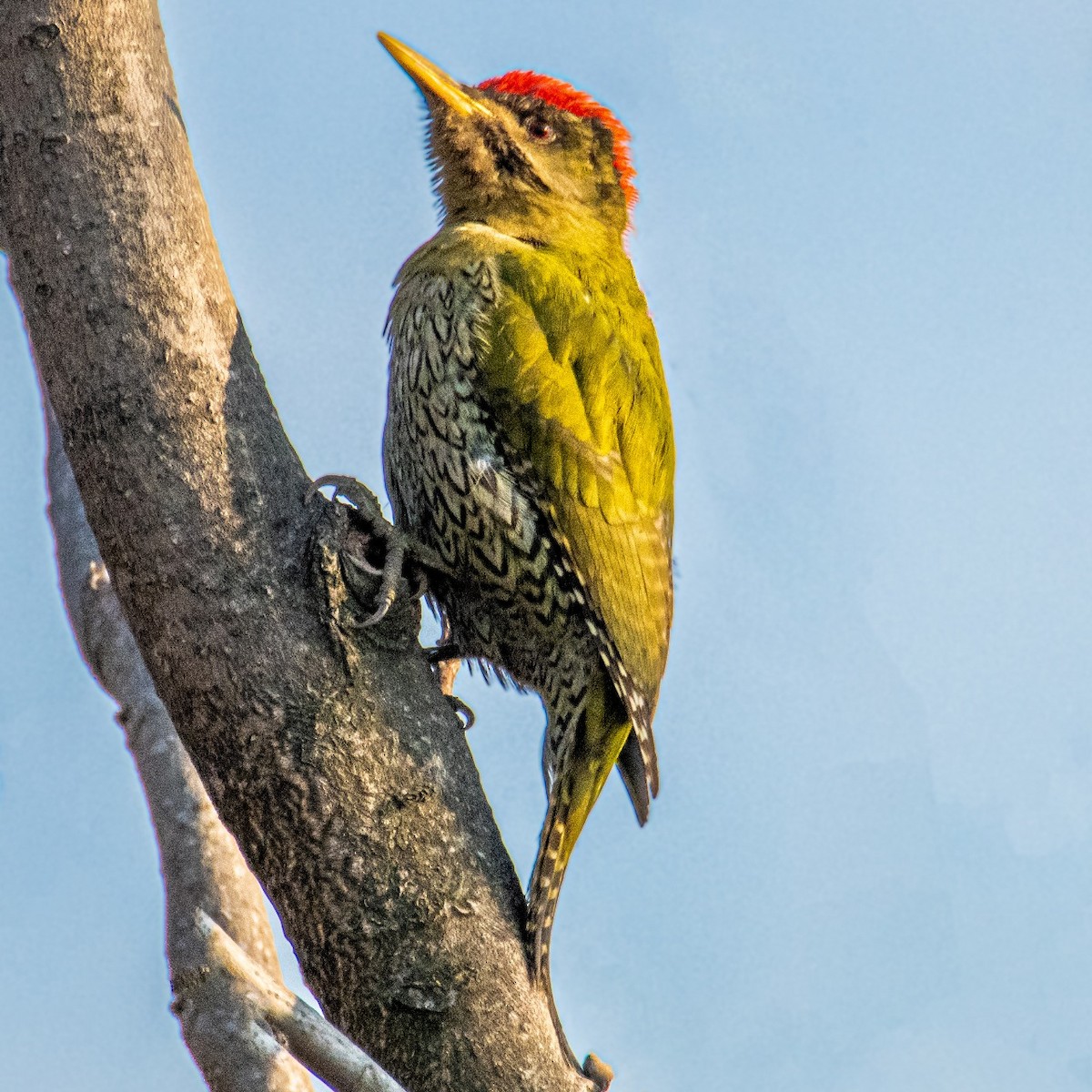 Scaly-bellied Woodpecker - ML627351732