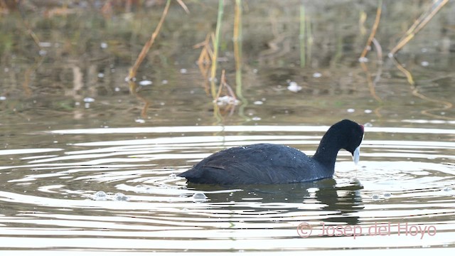 Red-knobbed Coot - ML627351763