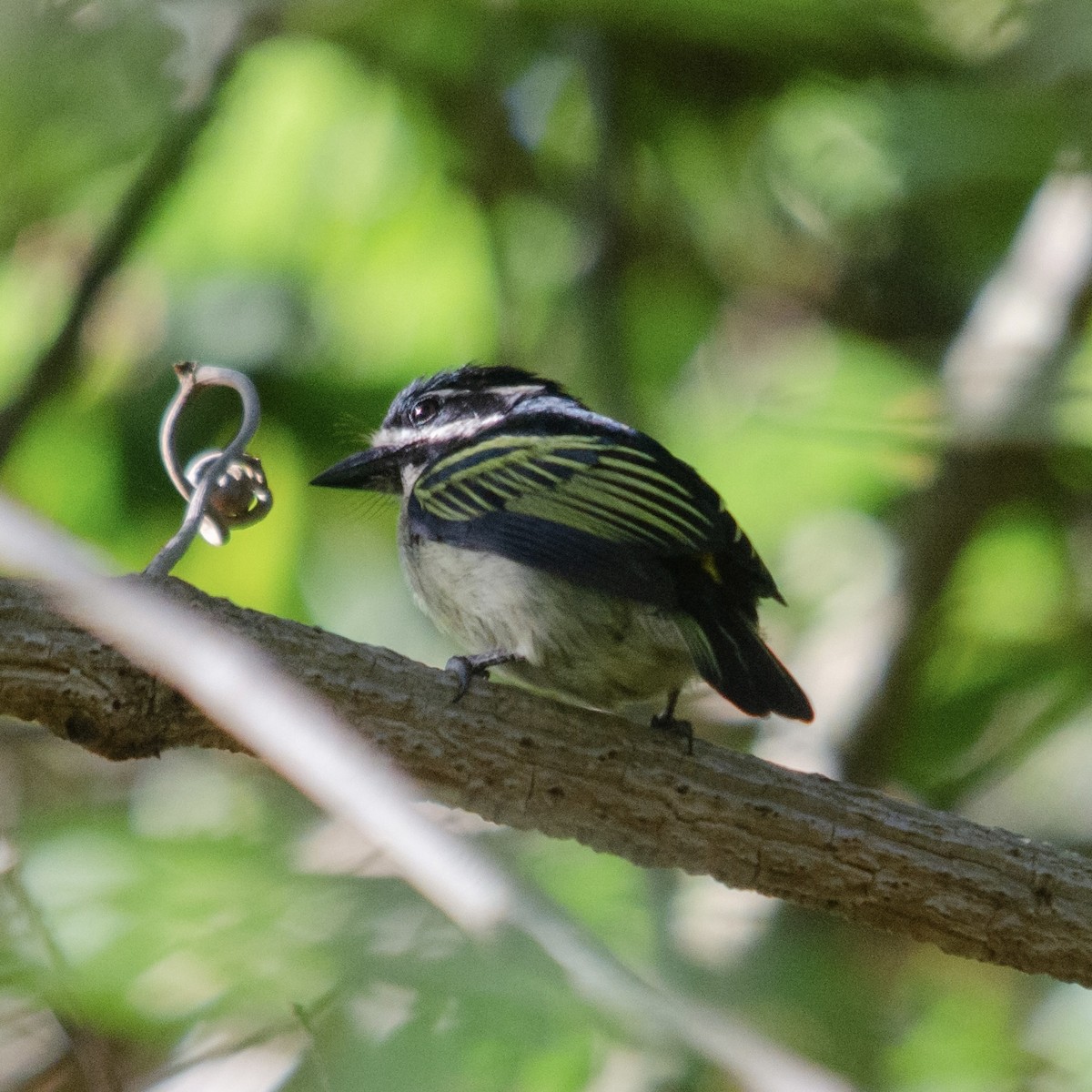 Yellow-rumped Tinkerbird - ML627351816