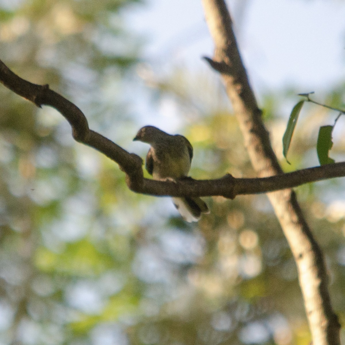 Scaly-throated Honeyguide - ML627351822