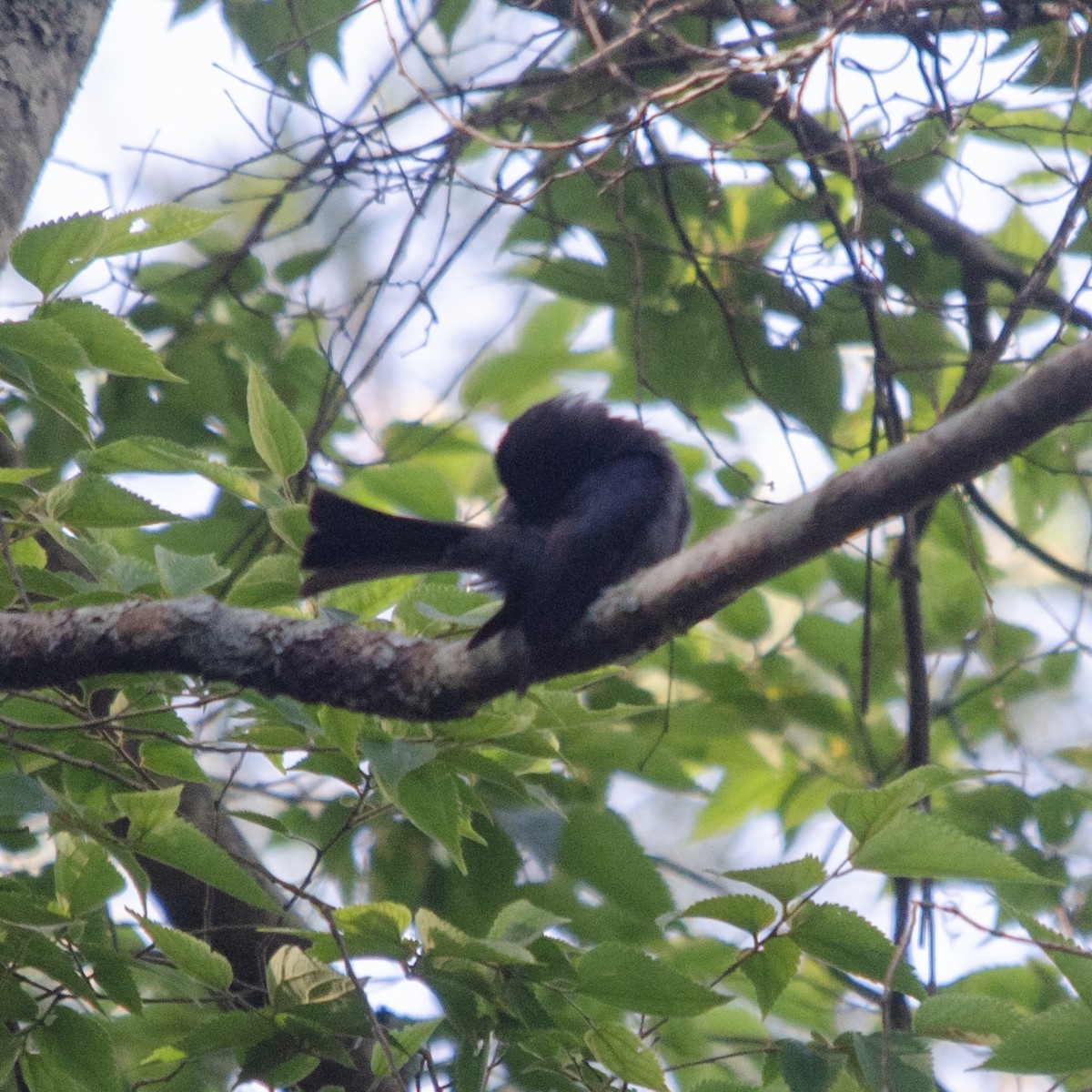 Square-tailed Drongo - ML627351851