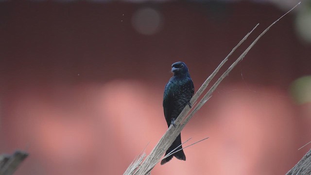 Crow-billed Drongo - ML627351875