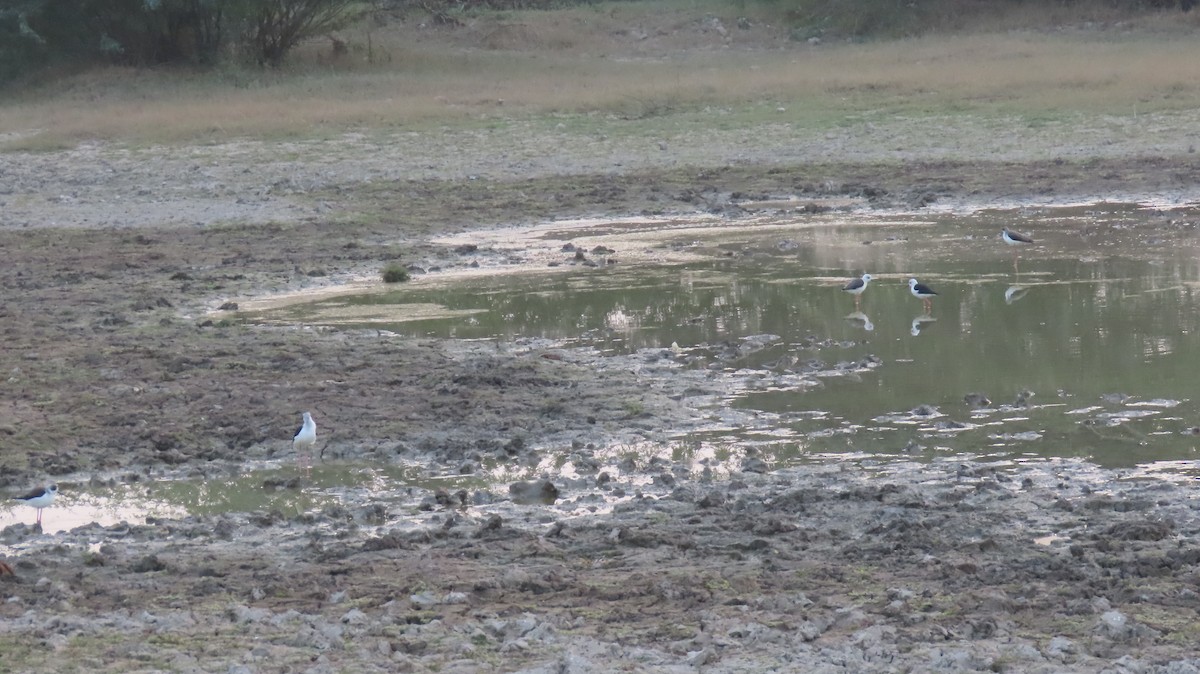 Black-winged Stilt - ML627351918