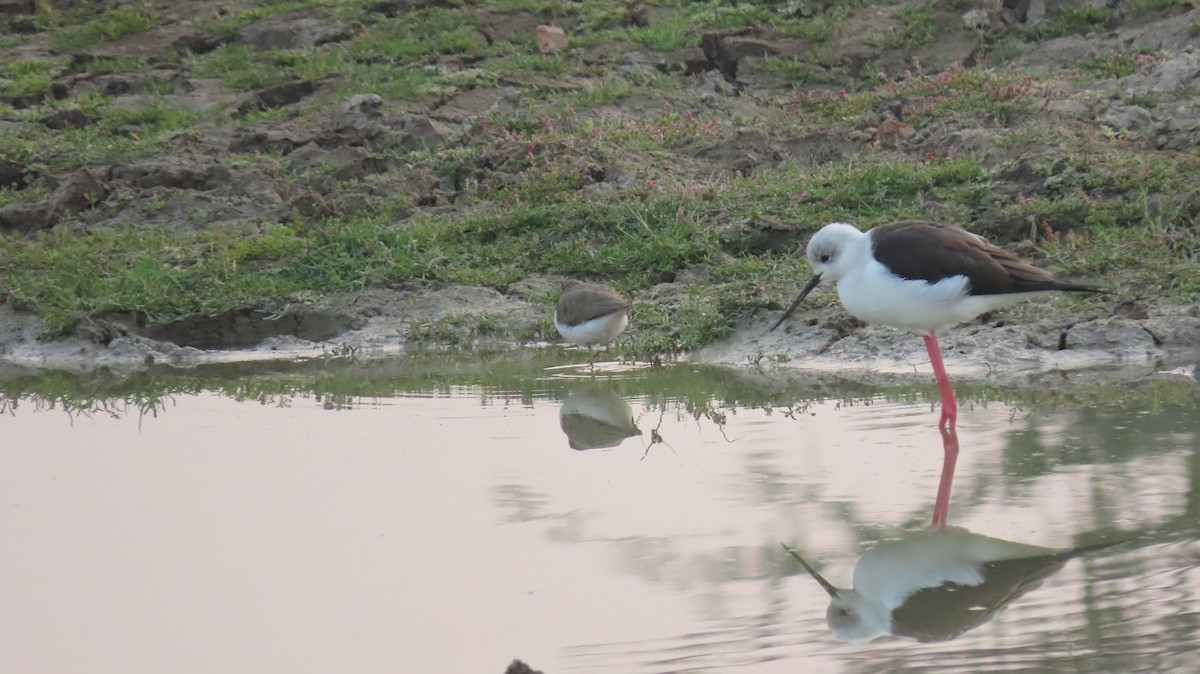 Black-winged Stilt - ML627351924