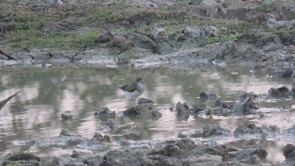 Temminck's Stint - ML627351926