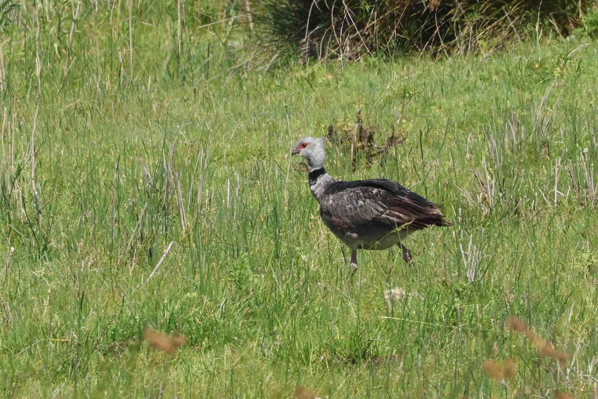 Southern Screamer - ML627351937