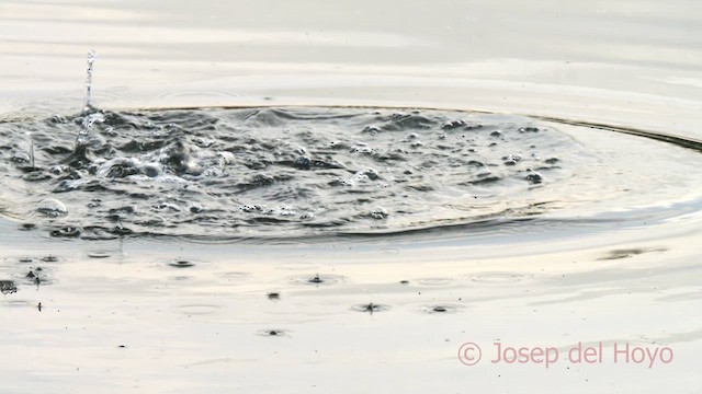 Red-knobbed Coot - ML627351962