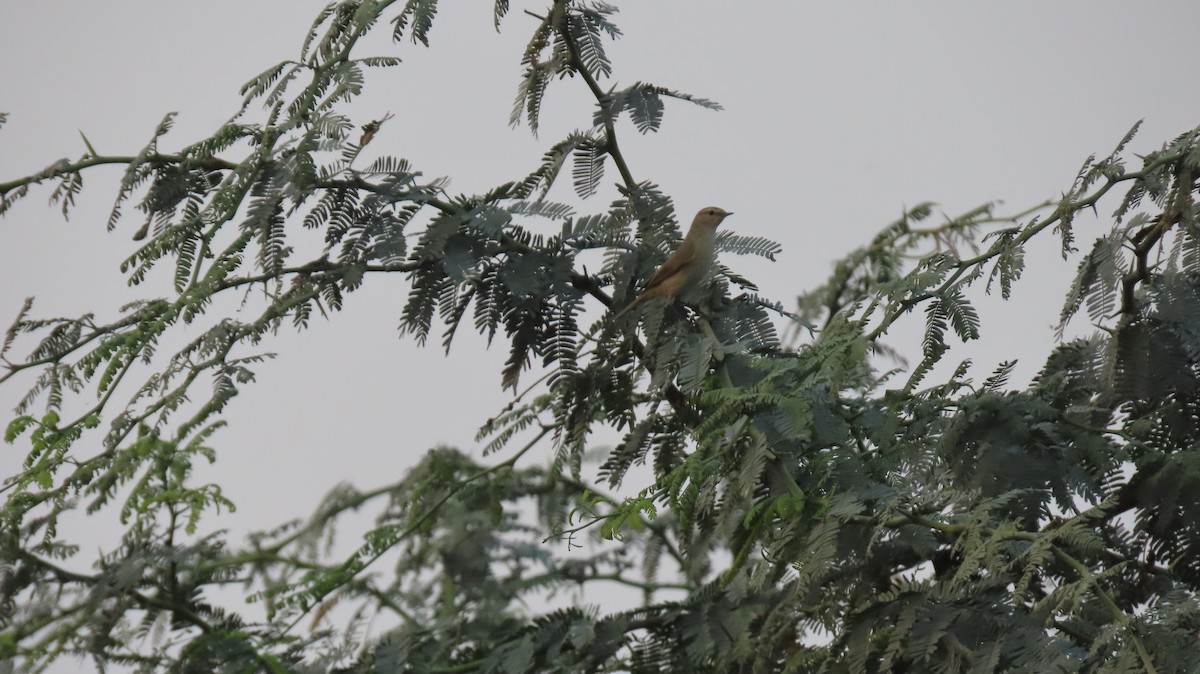 Phylloscopus sp. - ML627351989