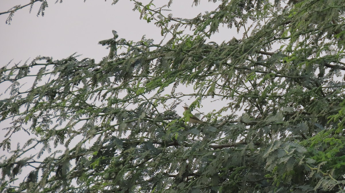 Phylloscopus sp. - ML627351990