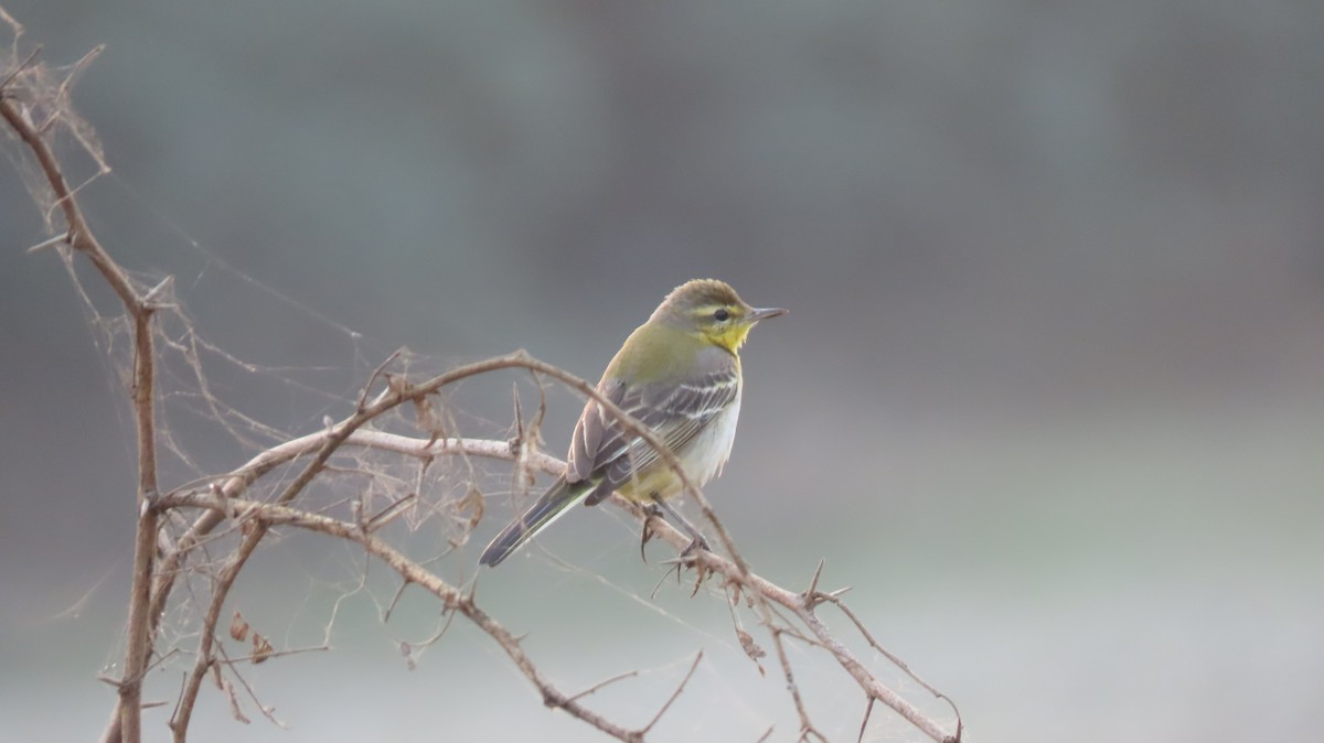pipit sp. - ML627352016