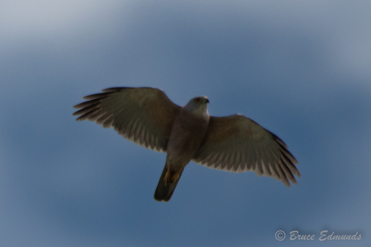 Fiji Goshawk - ML627352050
