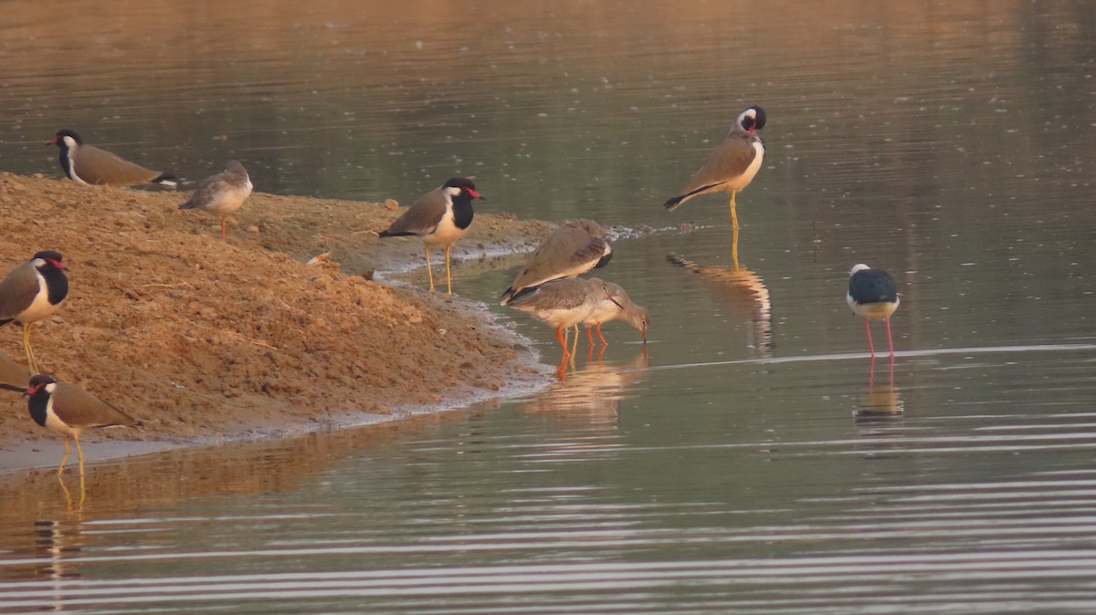 Common Redshank - ML627352052