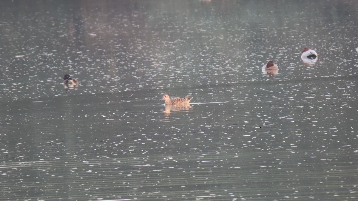 Common Pochard - ML627352068