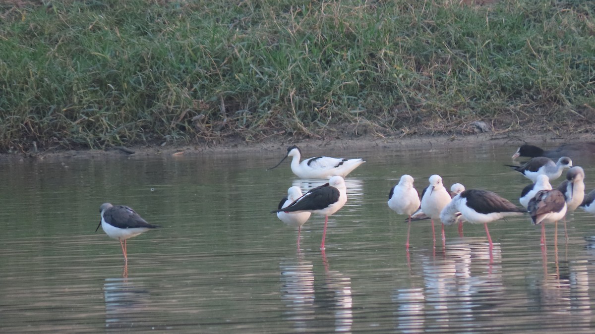 Pied Avocet - ML627352082