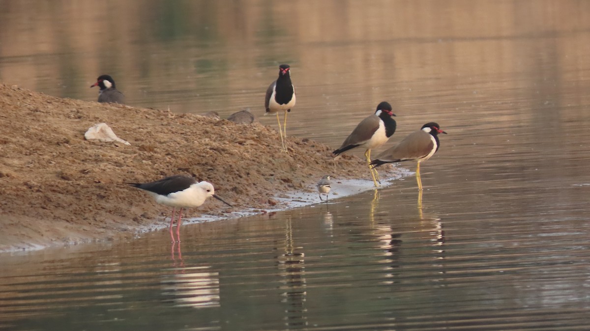 Red-wattled Lapwing - ML627352099