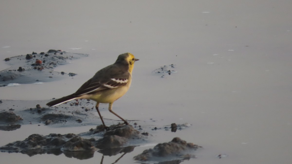 wagtail sp. - ML627352126