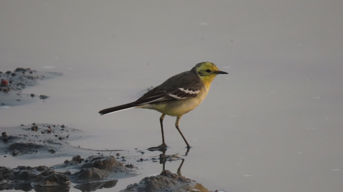wagtail sp. - ML627352127