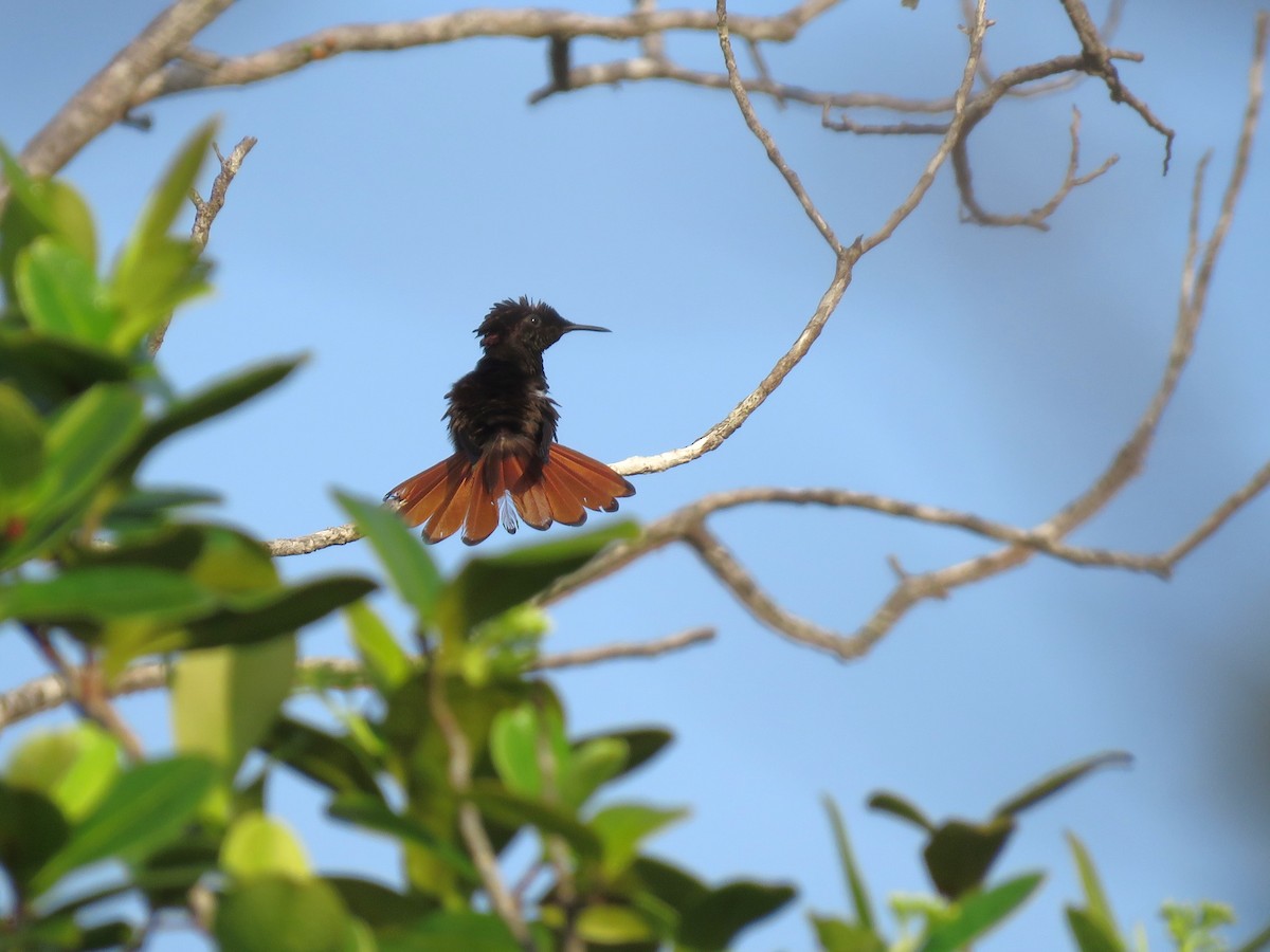 Ruby-topaz Hummingbird - ML627352234