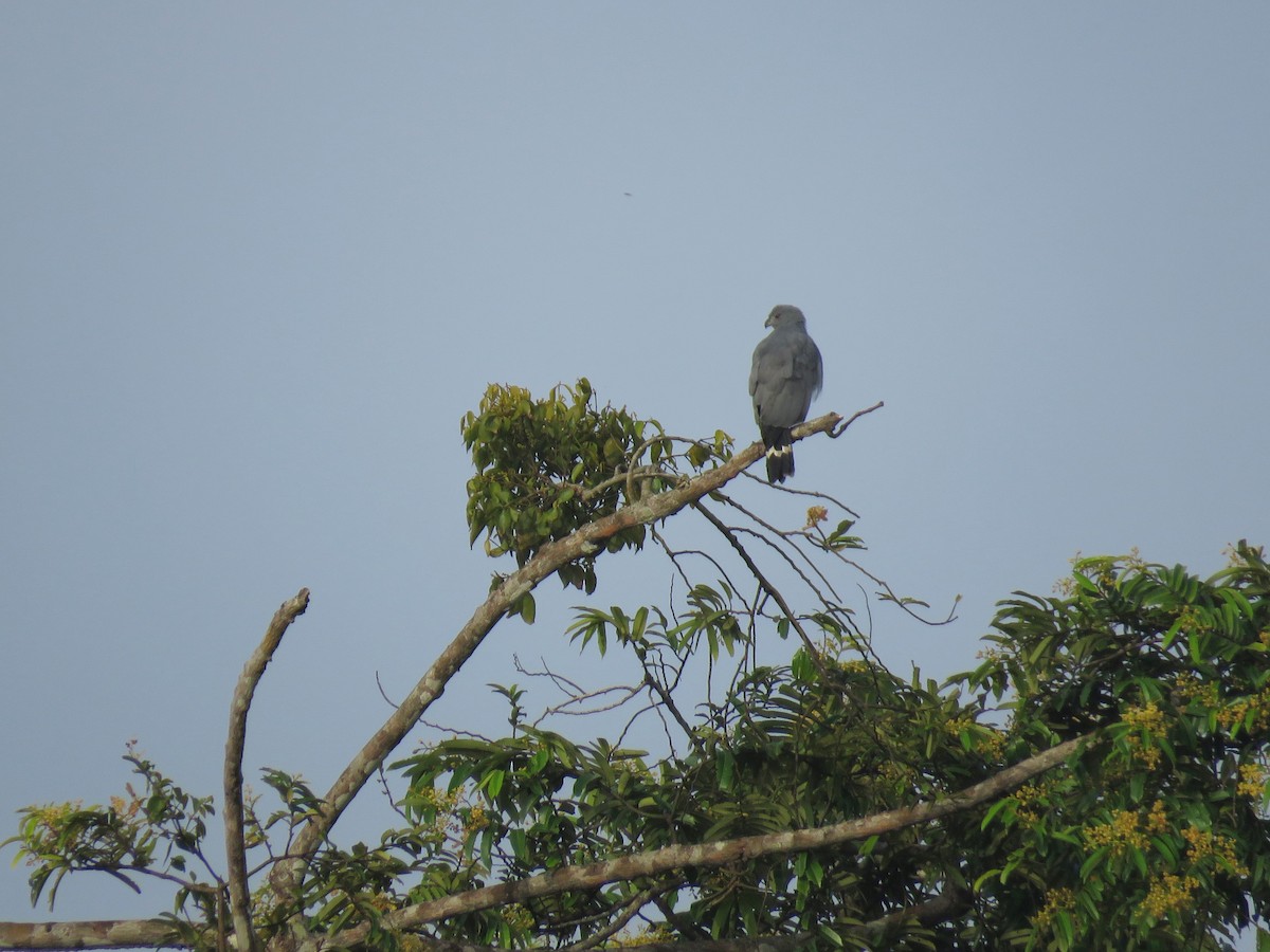 Crane Hawk - ML627352242