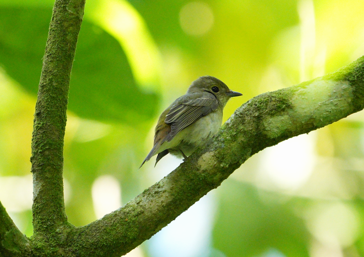 Narcissus Flycatcher - ML627352261