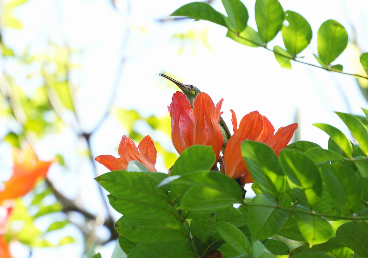 Yellow-eared Spiderhunter - ML627352263