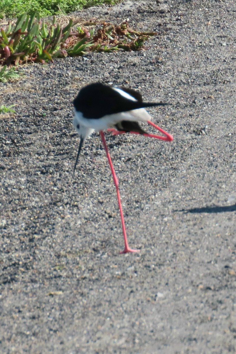 Black-winged Stilt - ML627352304