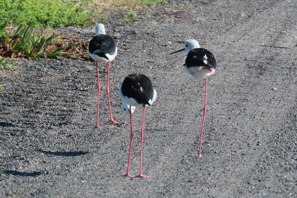 Black-winged Stilt - ML627352305