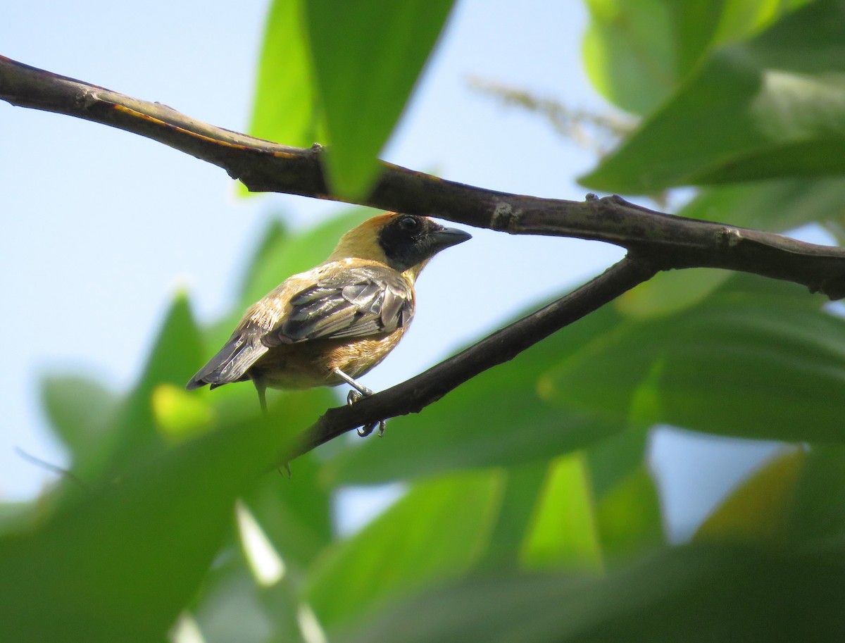 Burnished-buff Tanager (Rufous-crowned) - ML627352336