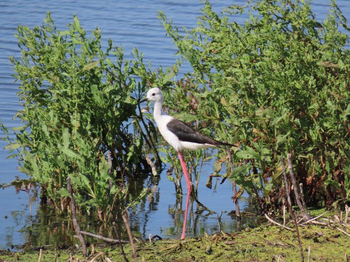 Black-winged Stilt - ML627352337