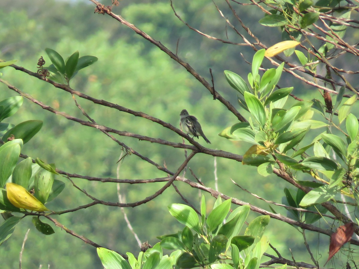 Lesser Elaenia - ML627352342