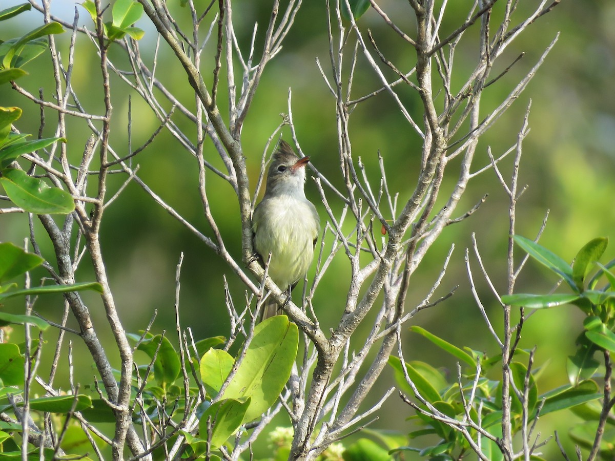 Plain-crested Elaenia - ML627352344