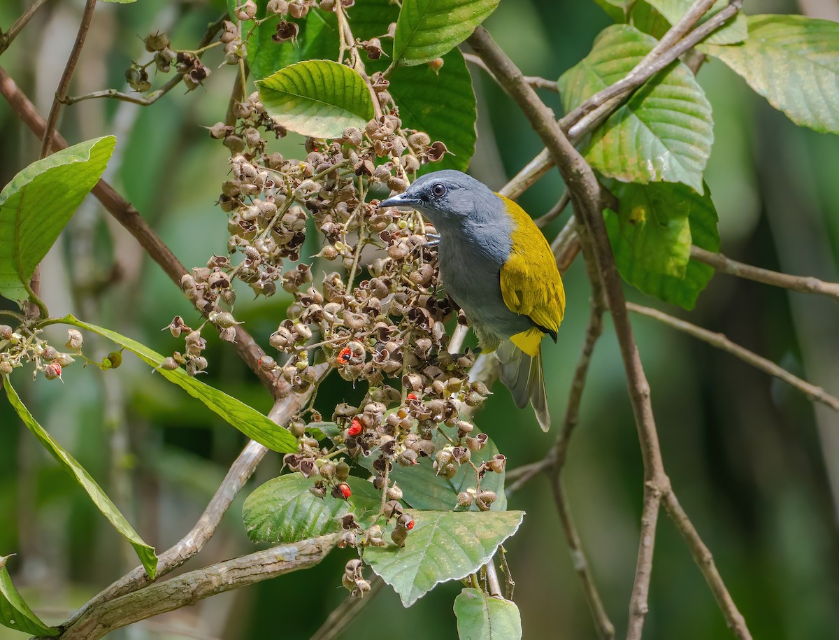 Gray-bellied Bulbul - ML627352357