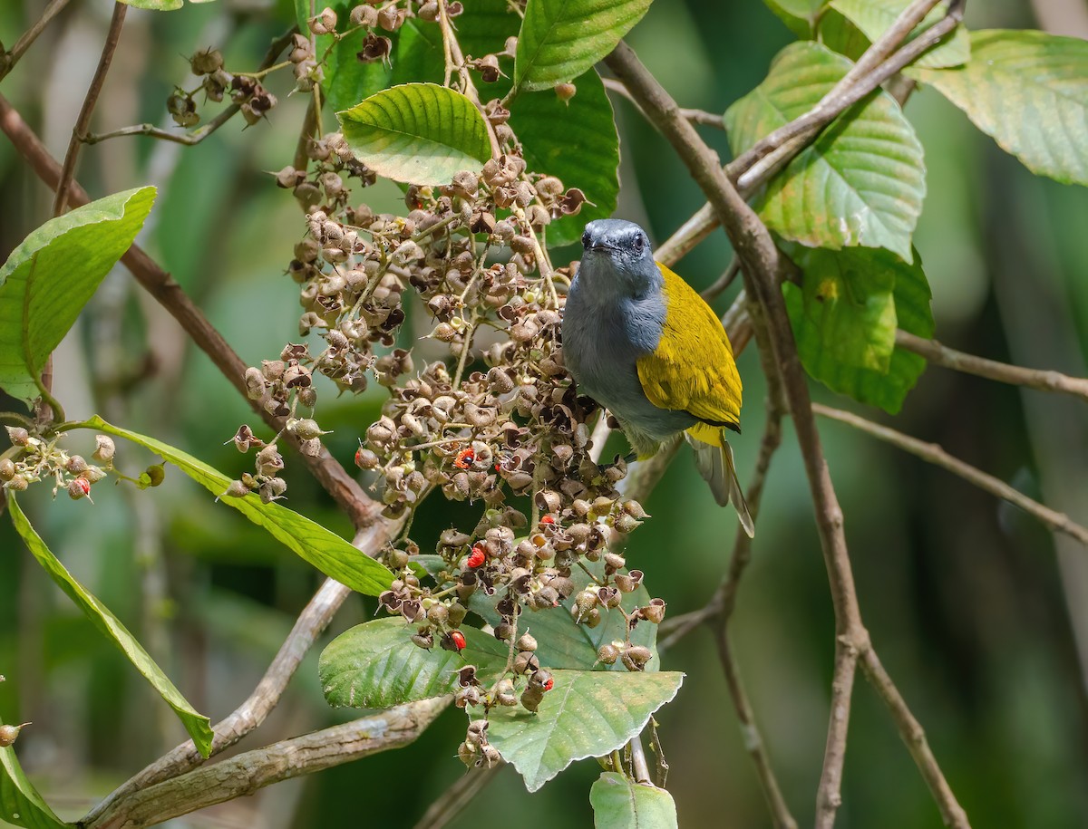 Gray-bellied Bulbul - ML627352358