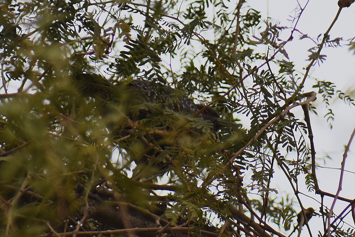 Asian Koel - ML627352359