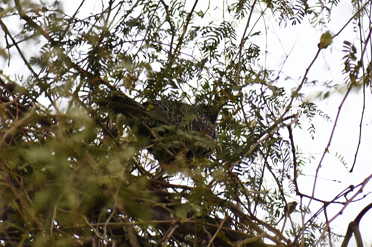 Asian Koel - ML627352375
