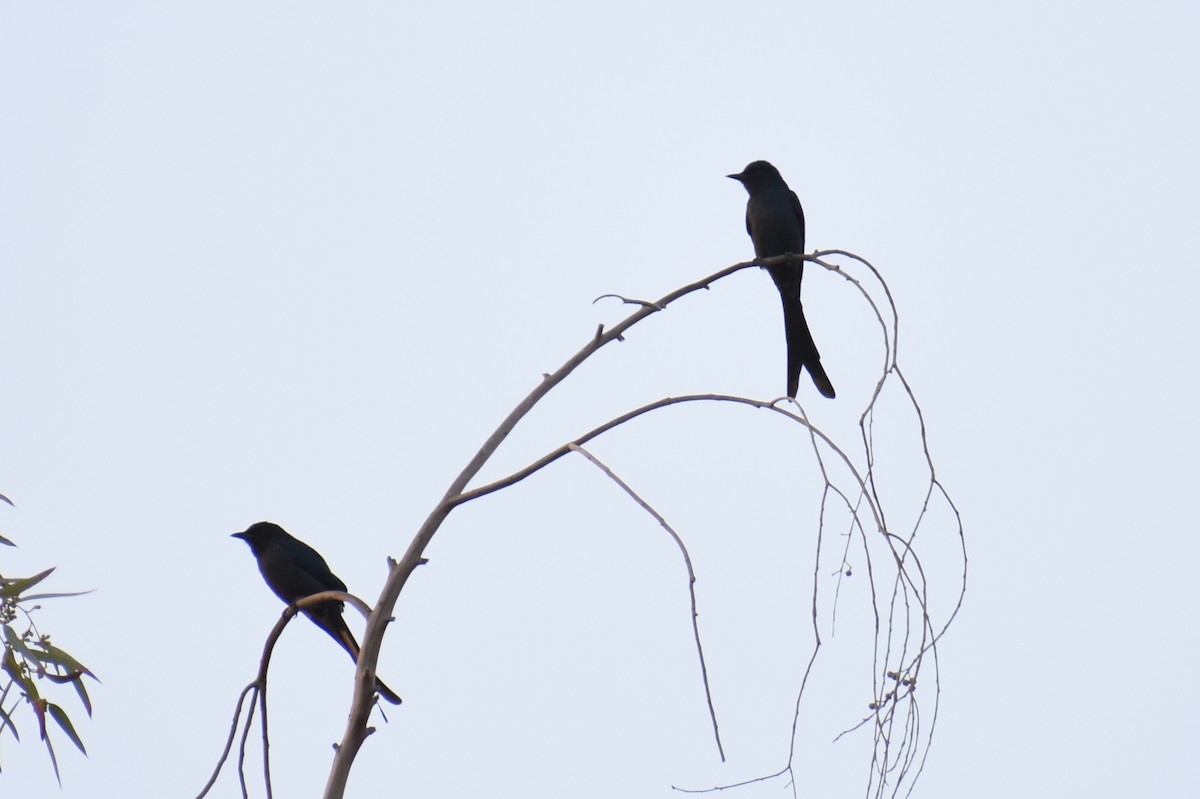 Ashy Drongo - ML627352395