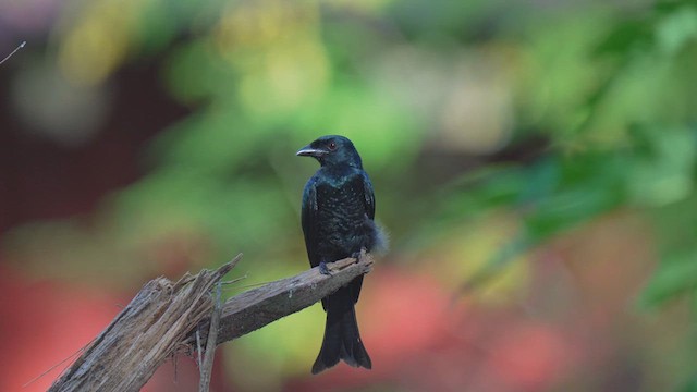 Crow-billed Drongo - ML627352594