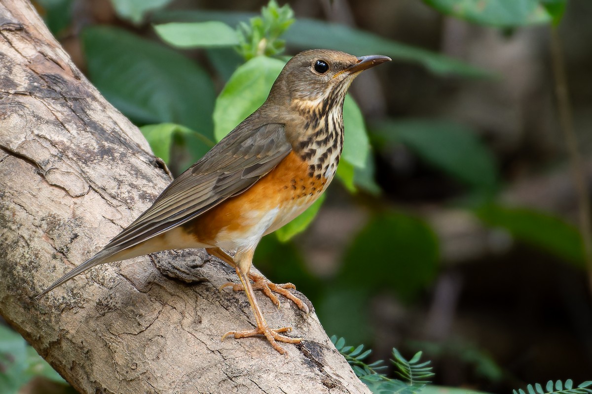 Gray-backed Thrush - Andaman Kaosung