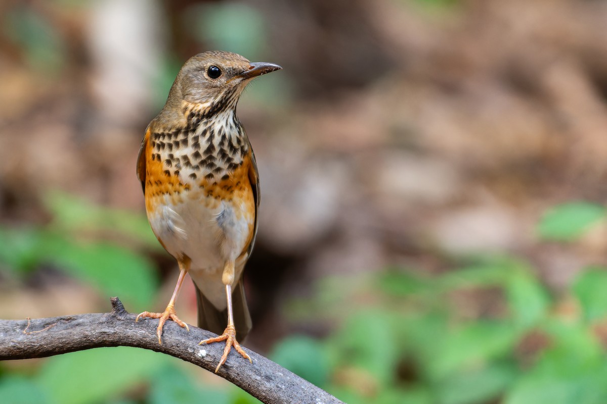 Gray-backed Thrush - ML627352778