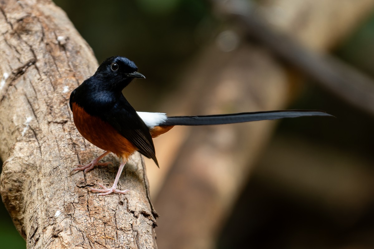 White-rumped Shama (White-rumped) - ML627352781