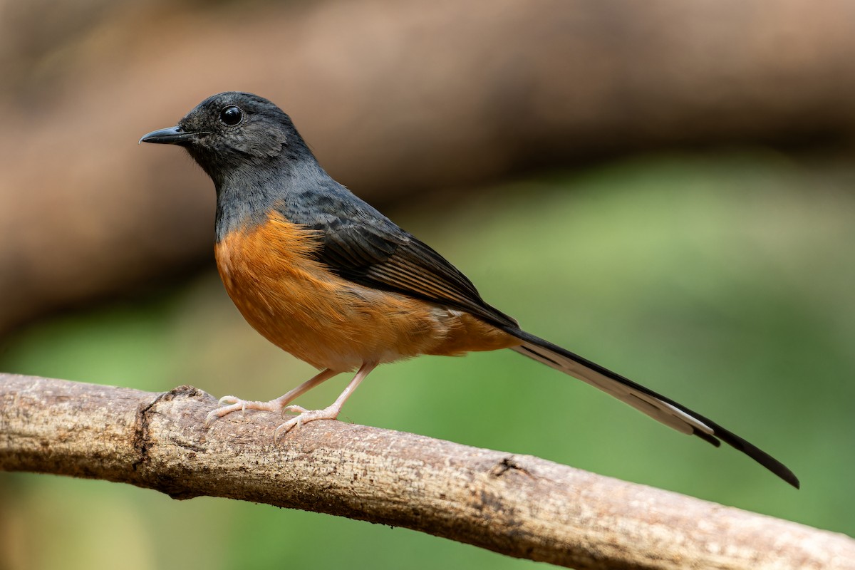 White-rumped Shama (White-rumped) - ML627352783