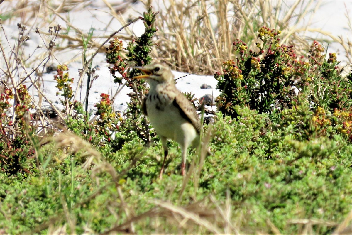 African Pipit - ML627352805