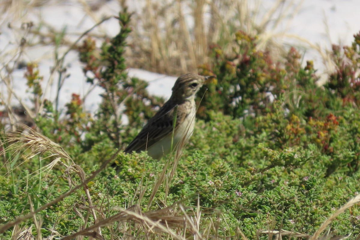 African Pipit - ML627352806