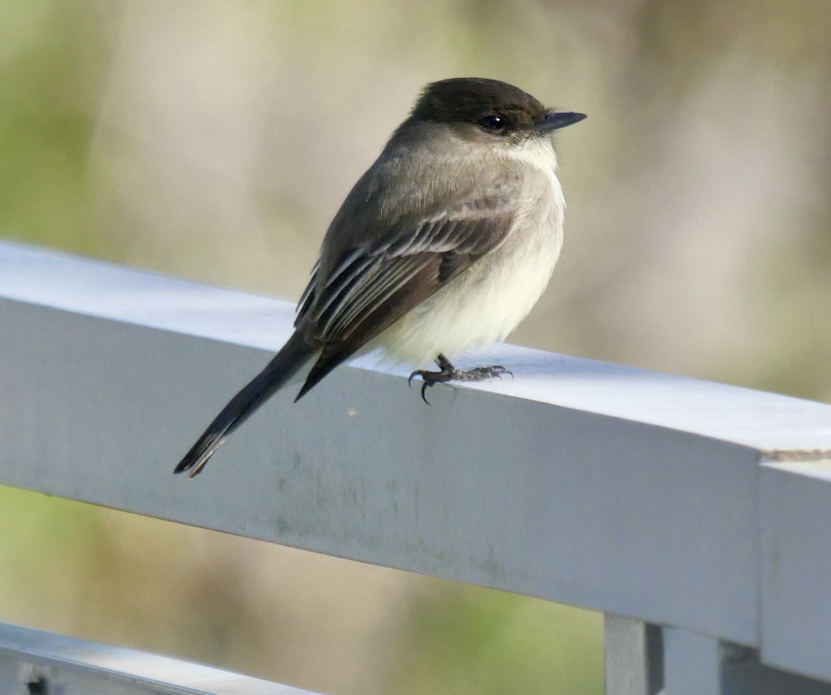 Eastern Phoebe - ML627352869