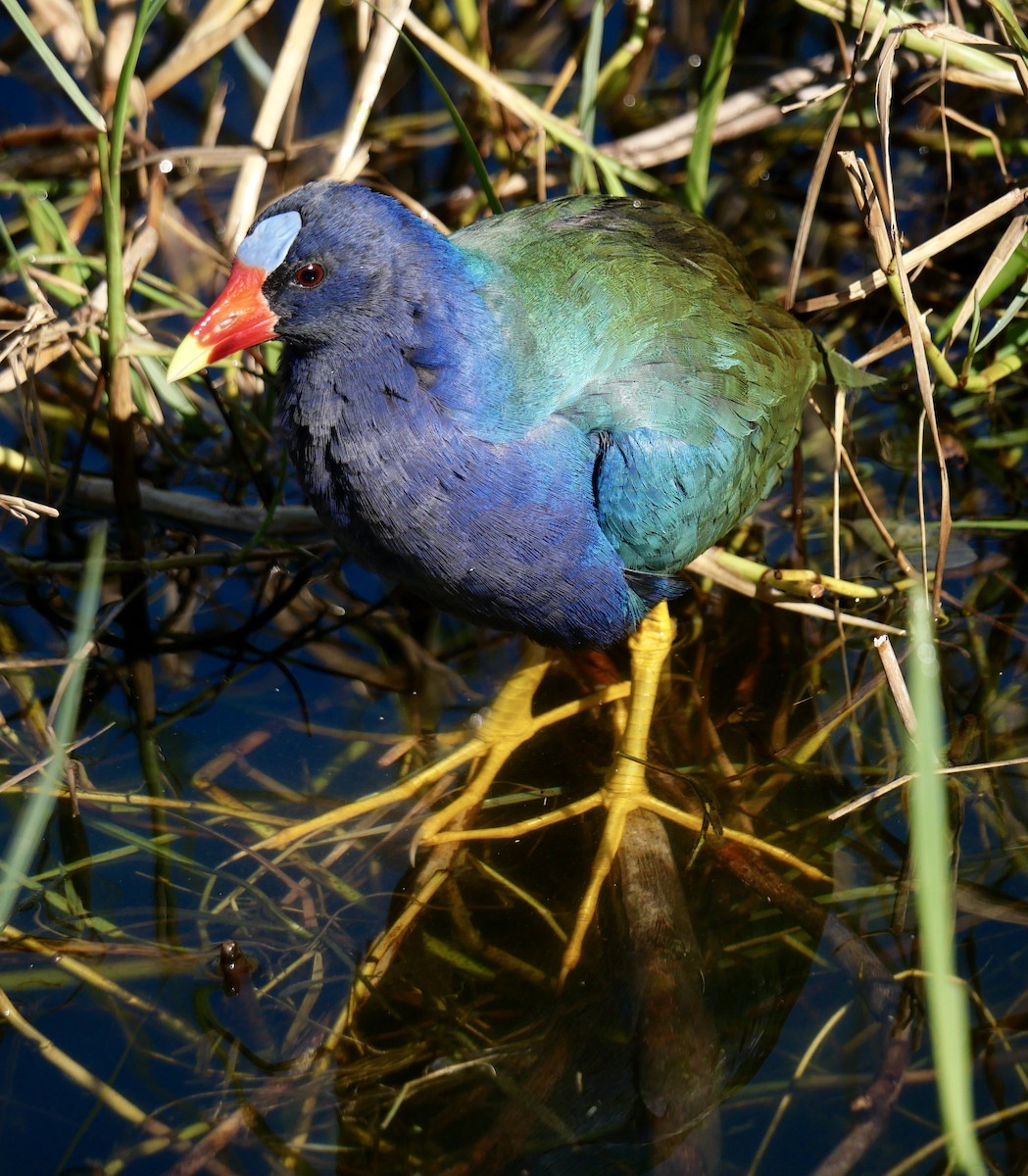 Purple Gallinule - ML627352884