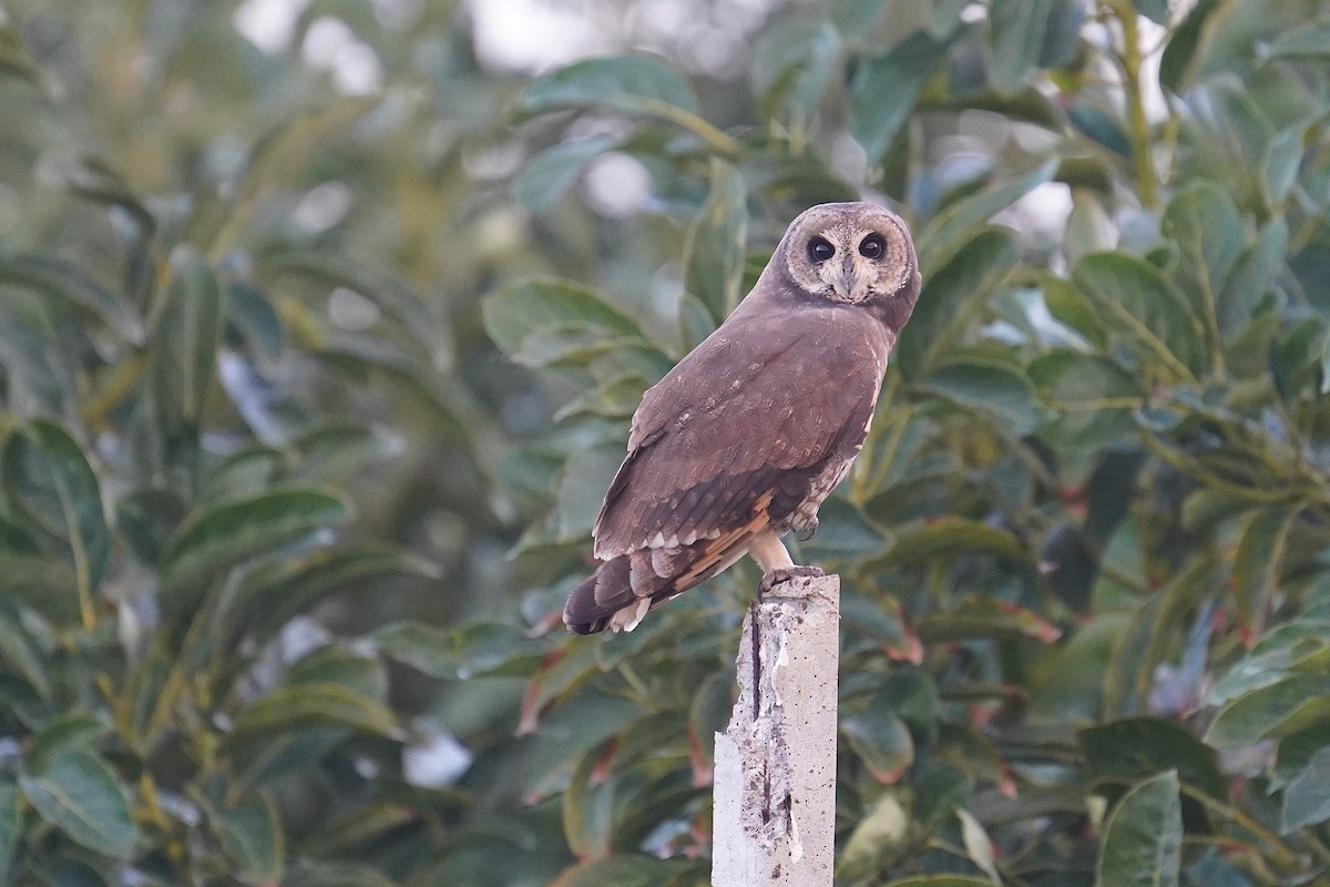 Hibou du Cap - ML627352892