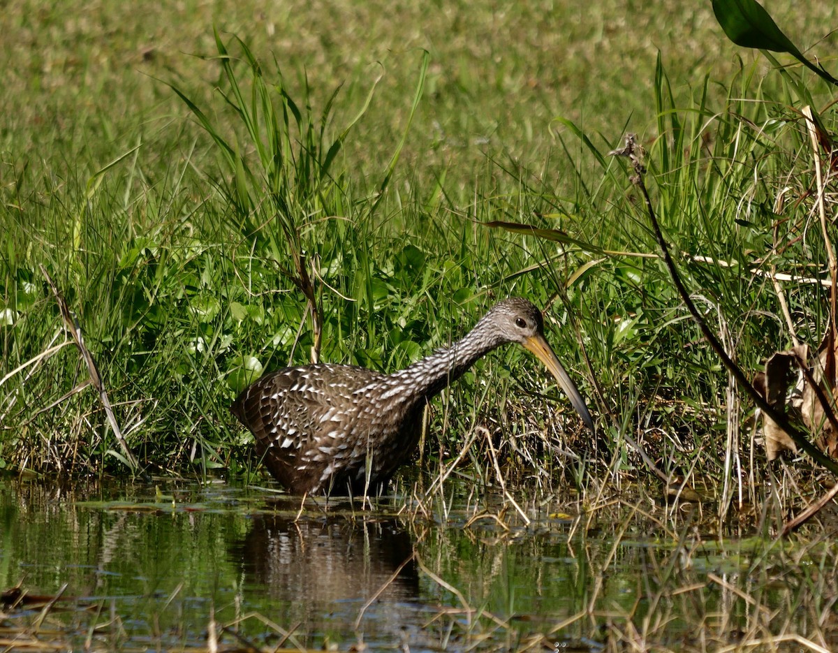 Limpkin - ML627352899