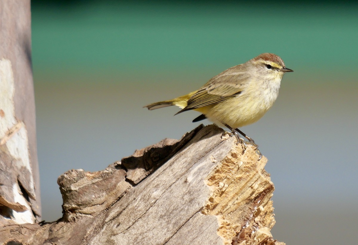 Palm Warbler - ML627352908