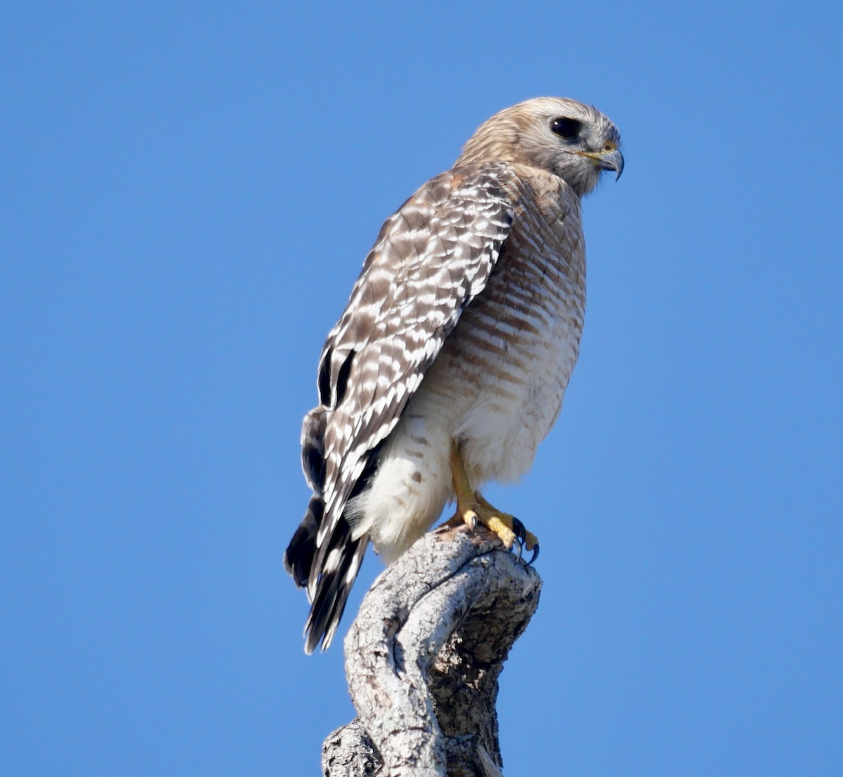 Red-shouldered Hawk - ML627352930